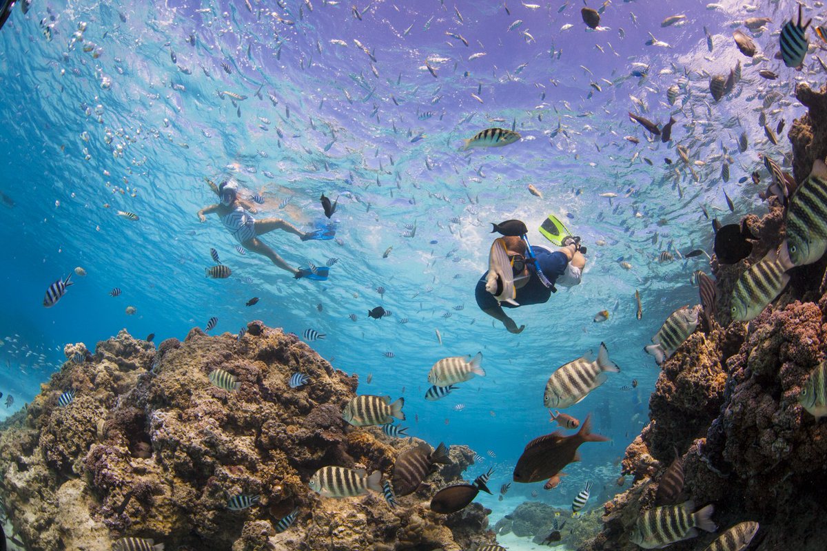 TahitiLegends's tweet photo. Under the sea... #WanderlustWednesday https://t.co/H5mvq9hgAv