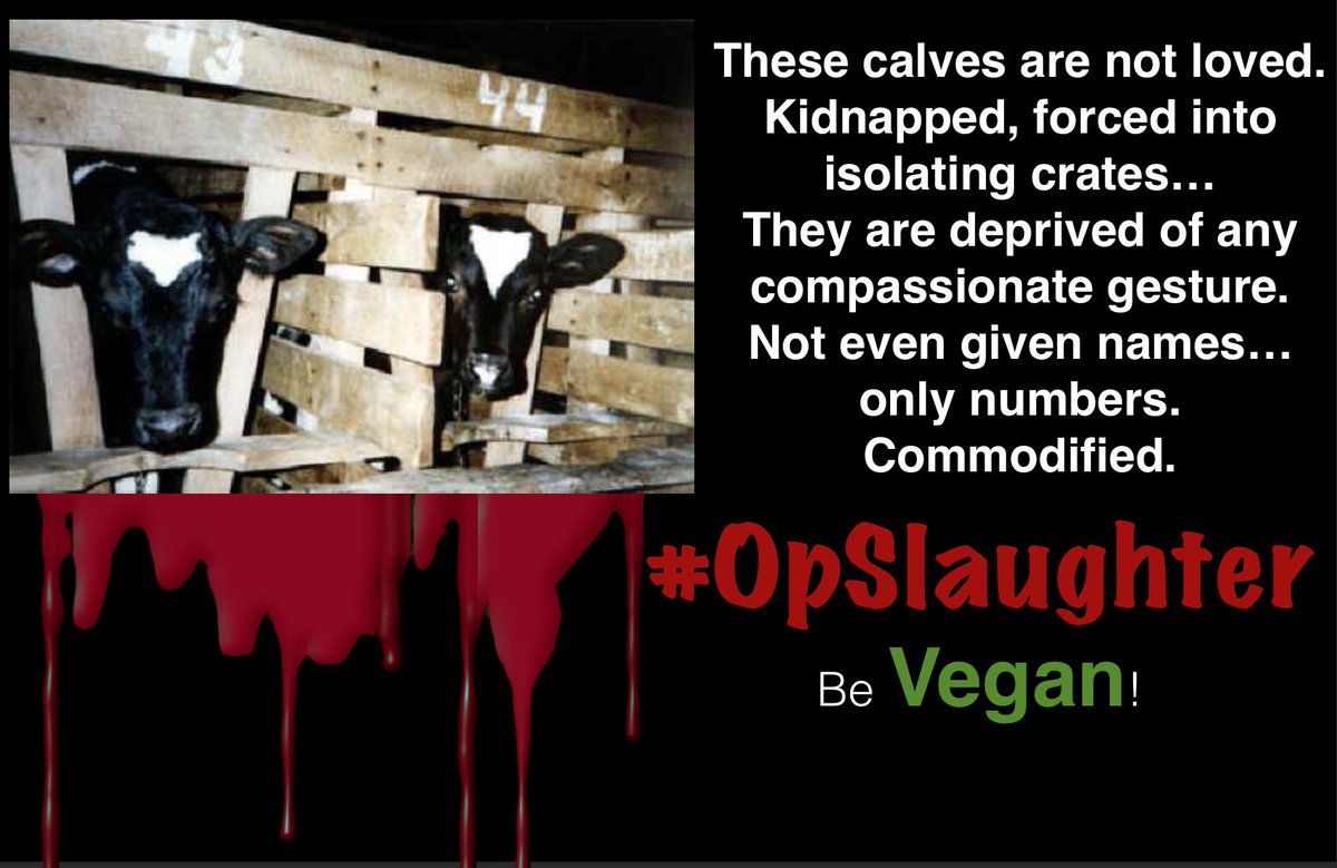 No2Speciesism1's tweet photo. Calves confined in 2' wide #veal crates to prevent their development of muscle tone as that ‘toughens their flesh’. #OpSlaughter #Vegan https://t.co/E3Itkuggto