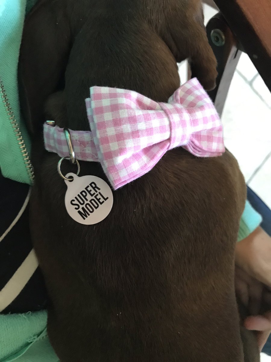 Fachshund's tweet image. Today's collar combo! 
Tag by @WeLoveToCreate 
Collar by @SuperPuppiesLDN 🐾