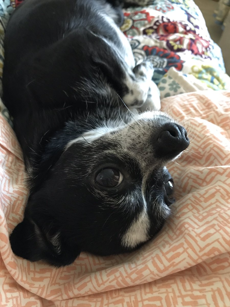 cheryl303's tweet photo. Kinda cute #microdog https://t.co/EdOQpmq02L