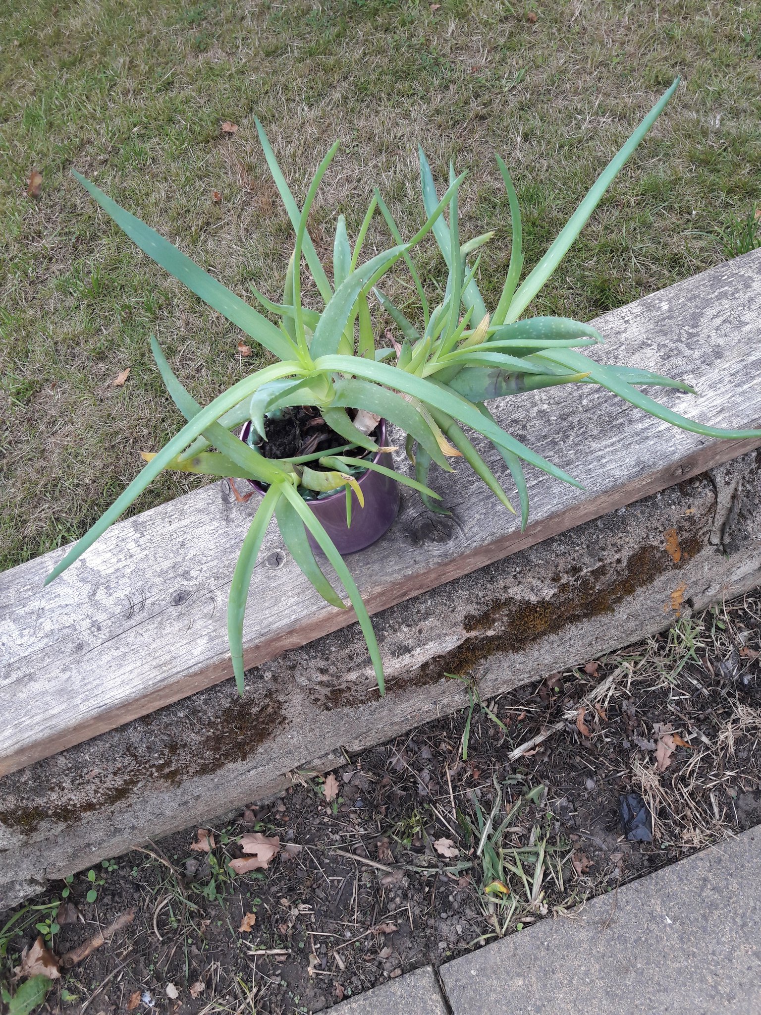 2 pic. Today I had a plant re-potting session 🤗🌱⚘🌿 RT if you like https://t.co/ftDBU0V9S3