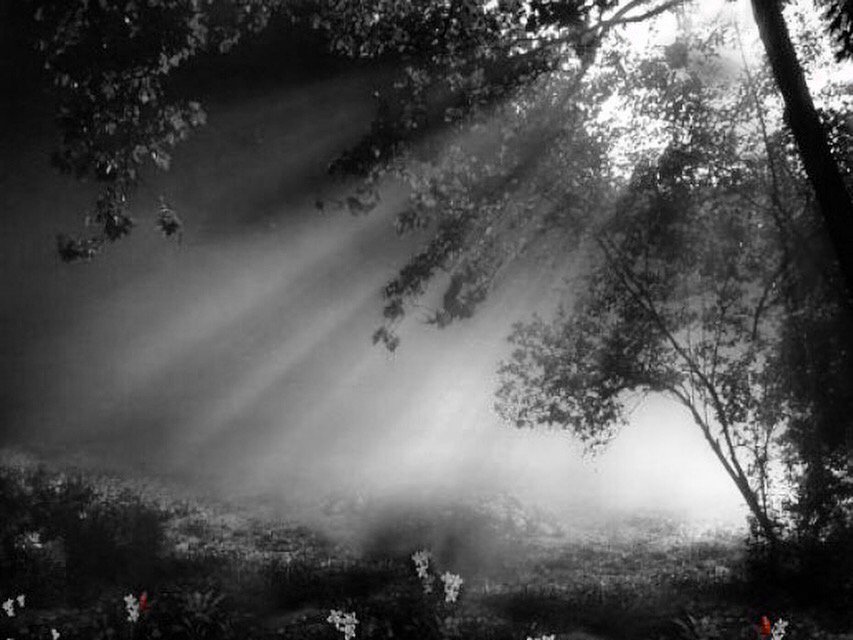 #blackandwhitephotography #morninglight #sunrays  #throughthetrees #forestview #britishcolumbia ☀️✨
