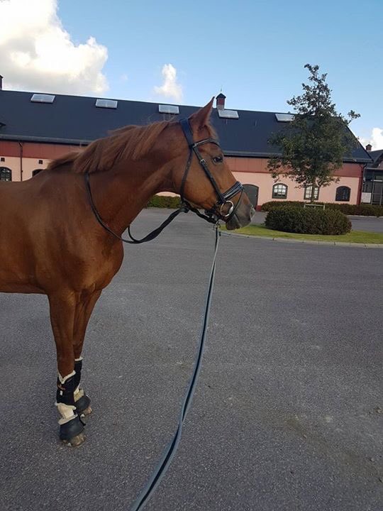 Pierre_Volla's tweet photo. Après presque 2000km, nous voilà au stage avec toute l'équipe 🇫🇷 tout proche de GOTEBORG #equipedeFrance #dressage #ChampionnatDEurope https://t.co/guPKD5iYD7