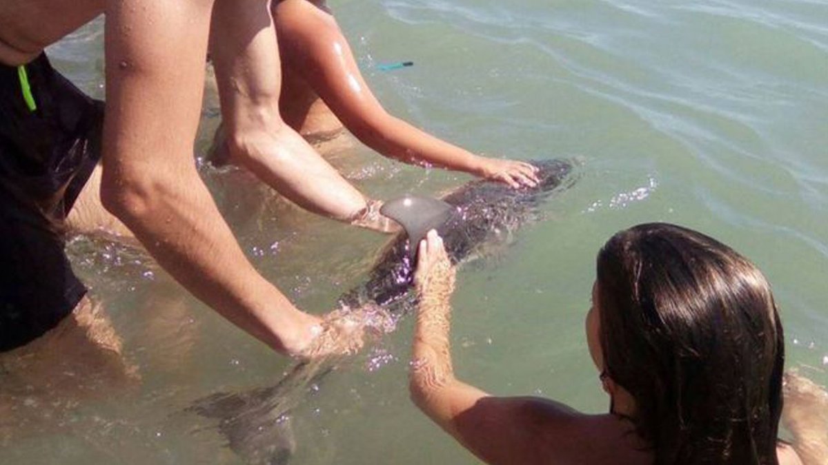 Baby dolphin dies after beachgoers pull it from water for selfies bit.ly/2v20Lfq?utm_me… https://t.co/ipyOxVm1yg