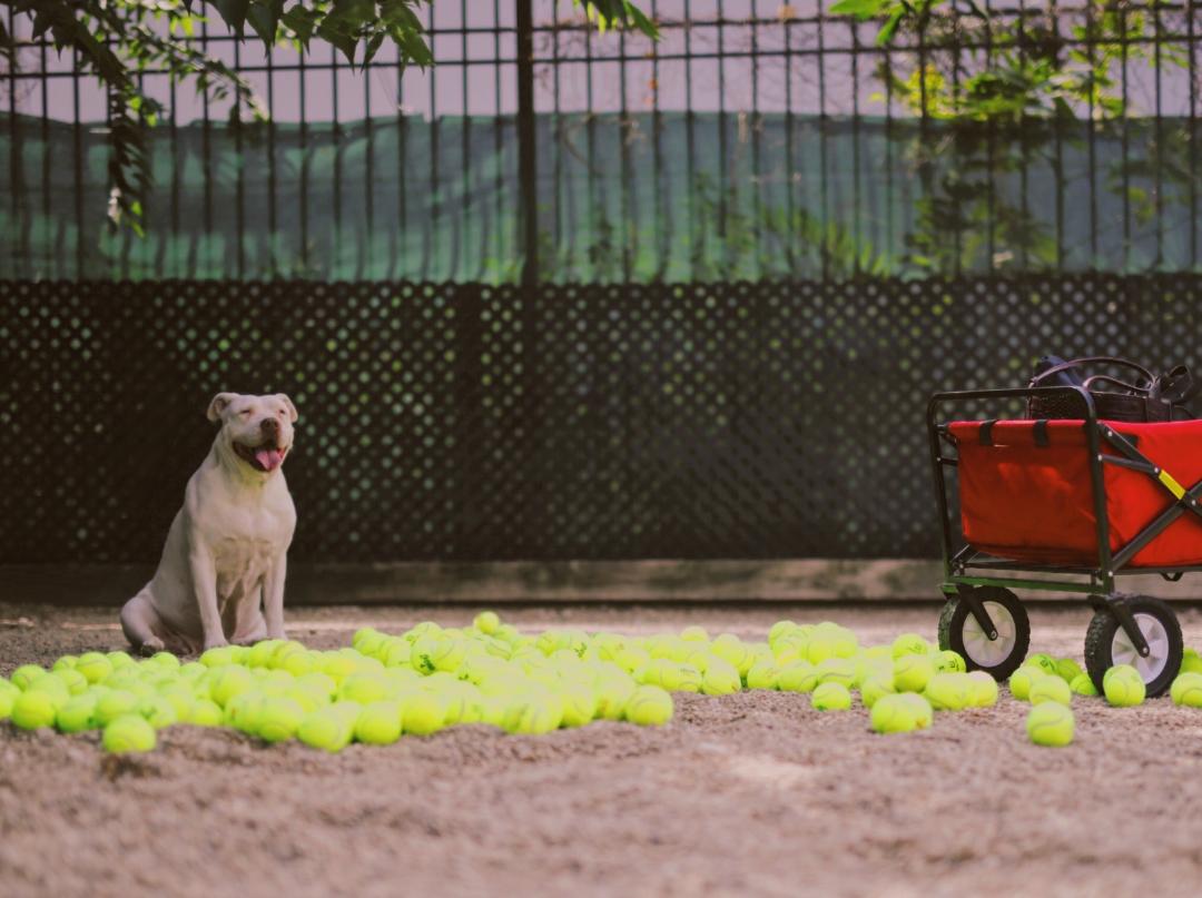 petgotchaday's tweet photo. #Tennis balls aren’t just for tennis any longer thanks to @Midtown_Chi who generously donated #tennis balls to help #adoptable #dogs. https://t.co/IkQMvfmR4P