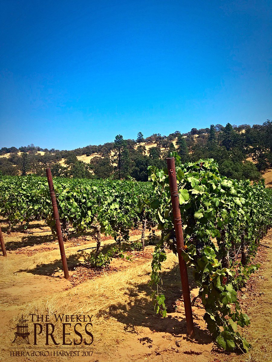 TerradOroWinery's tweet photo. #HomeVineyardZin packs promise...via  #TdO #TheWeeklyPress @TalesoftheCork @TheZinfandelOrg @ZinThePhoenix @ZinWineDad @CaraMiaSG @SLBriscoe https://t.co/wbPgNOBY3h