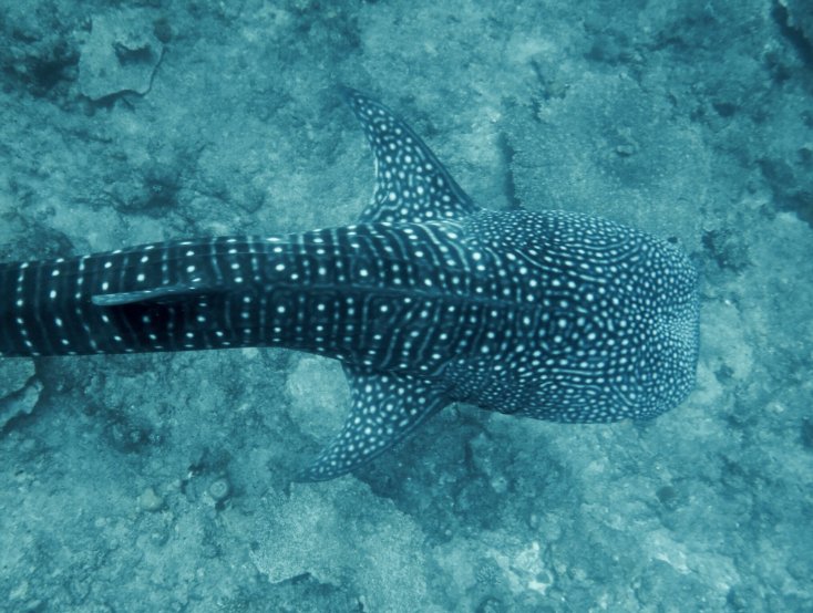 Manta Trust tweet media