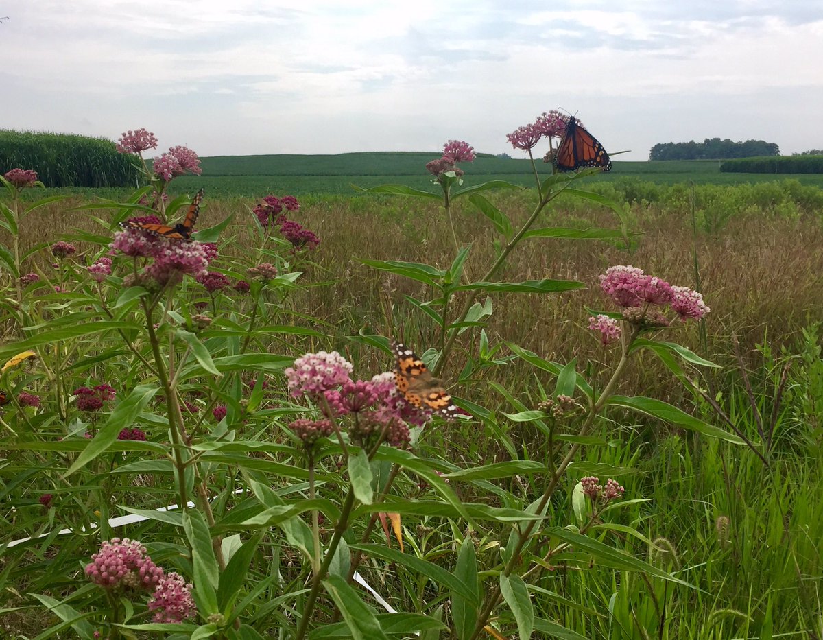 IowaMonarchs's tweet photo. Despite rain showers, butterflies are nectaring on swamp #milkweed @iastate_cals Sorensen #Farm! #fieldnotes #iowamonarchs https://t.co/04e3CSfPvT