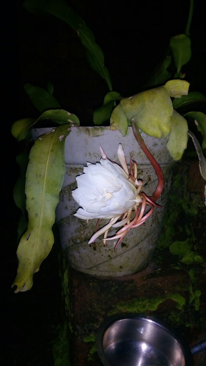 25Prakashsingh's tweet image. ब्रम्हकमल जो दुर्लभता प्रजाति है 12 वर्ष मे खिलता है