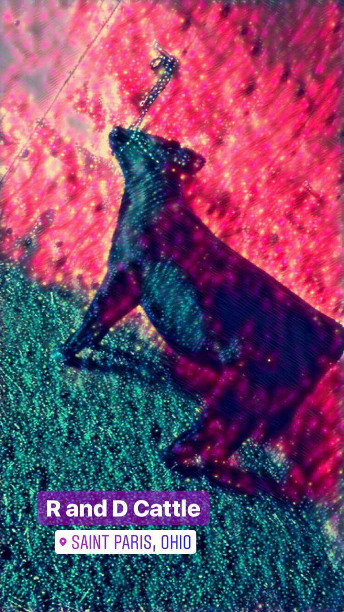 cattle44's tweet photo. Worked on some cool wallpaper pictures today 😍 #Jessie #RandDCattle https://t.co/dWg8VPvcKP