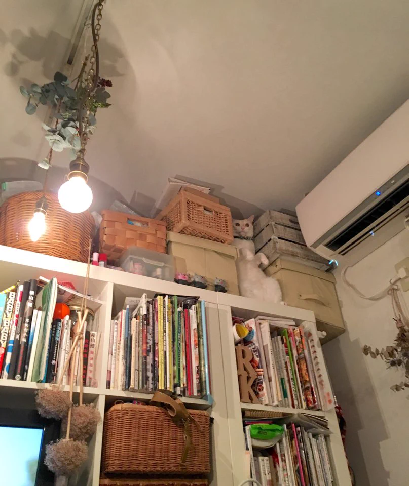 なにしてるんだろうww猫のなりすまし術が可愛すぎるww