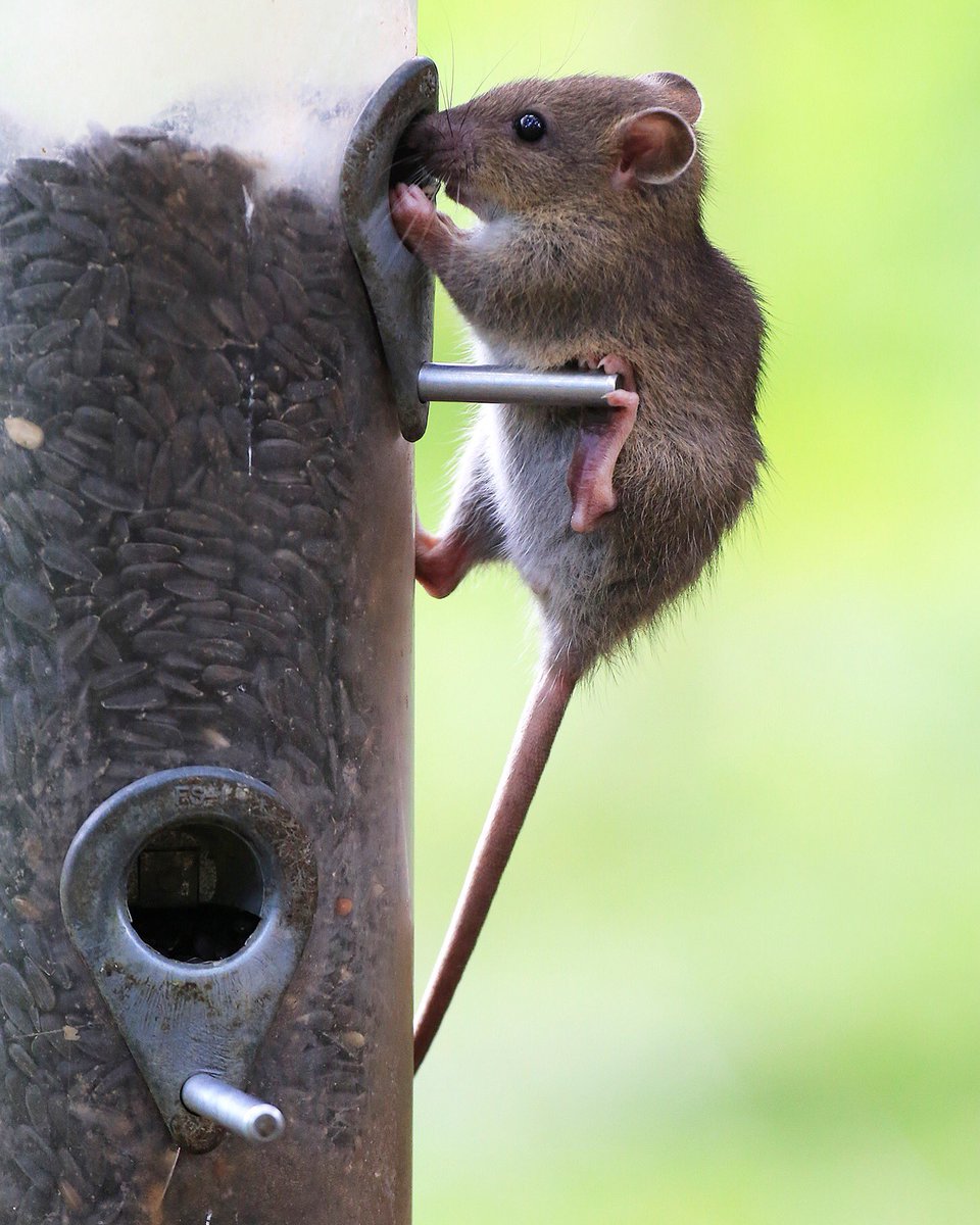 I went to Brownsea Island for the first time today - it's very exciting! <a href="/DWTBrownsea/">DorsetWildlife Trust</a> <a href="/DorsetWildlife/">Dorset Wildlife Trust</a> #wildbrownsea