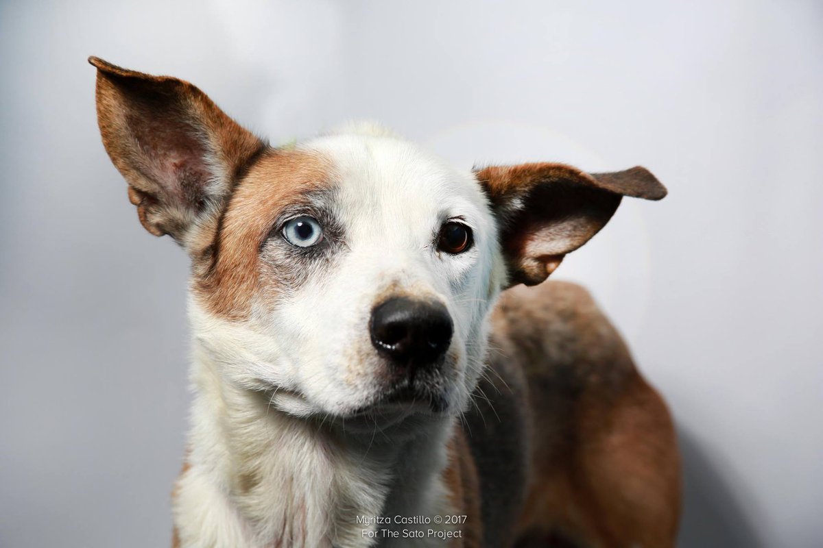 TheSatoProject's tweet photo. We saved Blue Eye during a visit to Arecibo. After a life of neglect, we knew he had to join #MissionPossible8. https://t.co/0lKk2wz4HO https://t.co/RASZVmnP7u