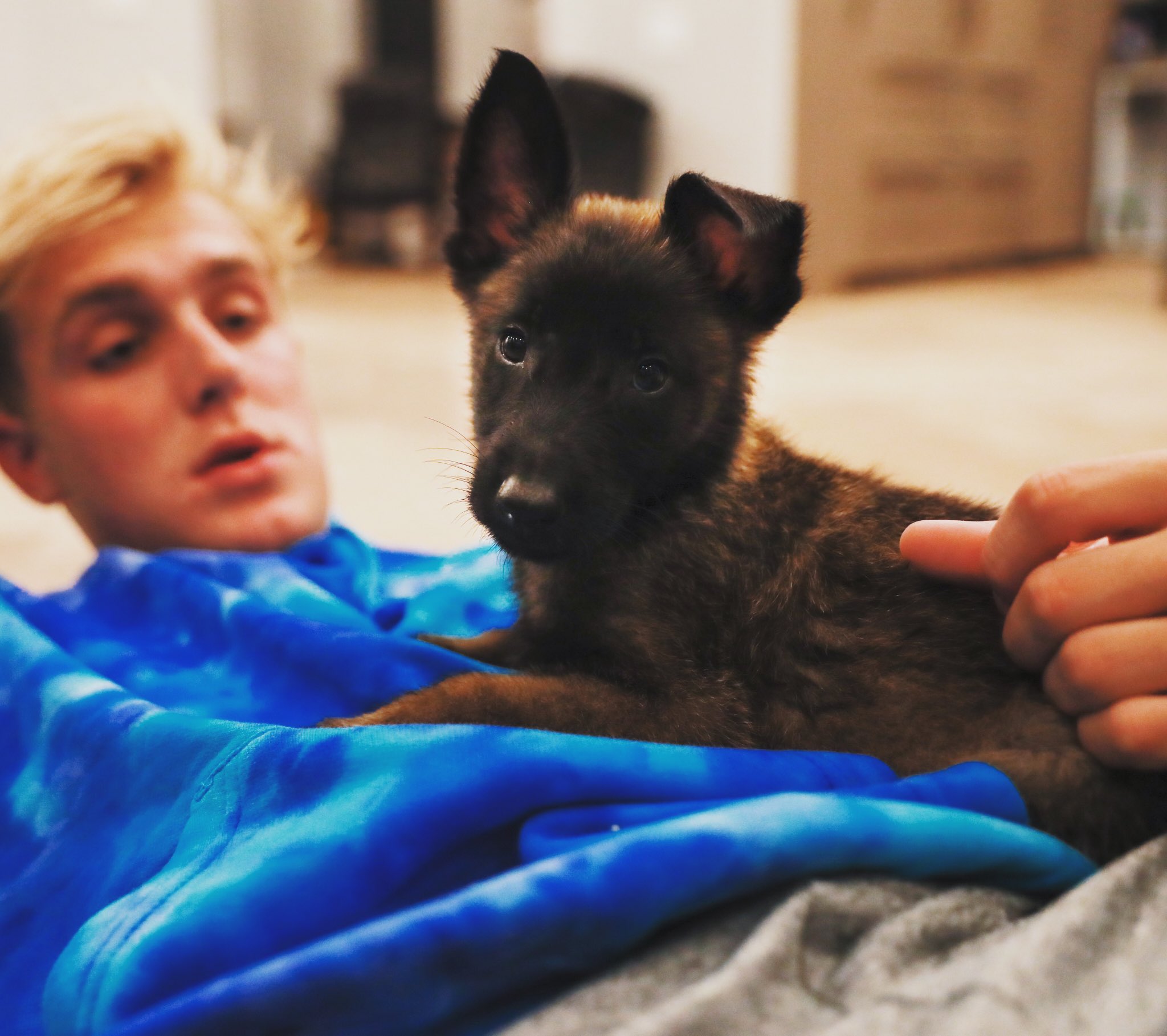 what breed is jake pauls dog apollo