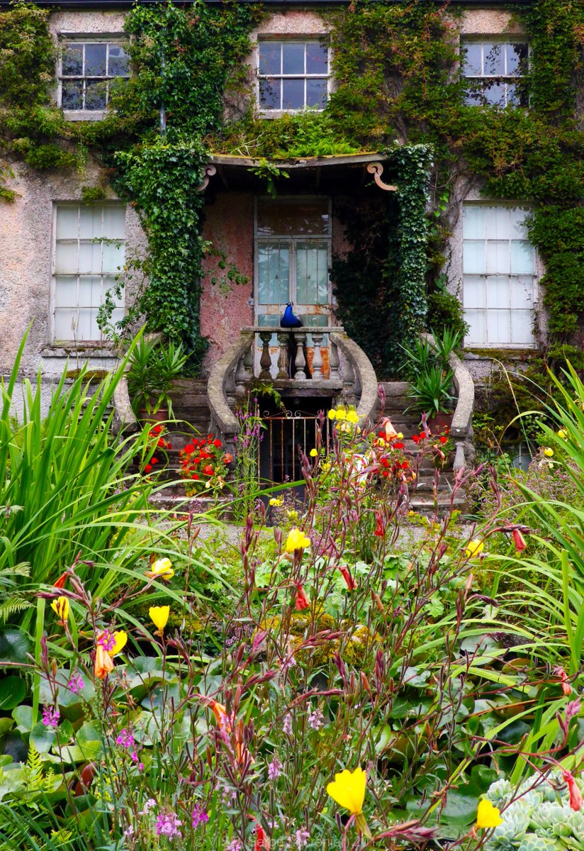 topVISE's tweet photo. 'The Old House and its Guardian'
https://t.co/ZUC2pkM8Ju
#oldhouse #nostalgia #peacock #photo #pictures #topVISE #original #house https://t.co/8WJgfm0Ol2