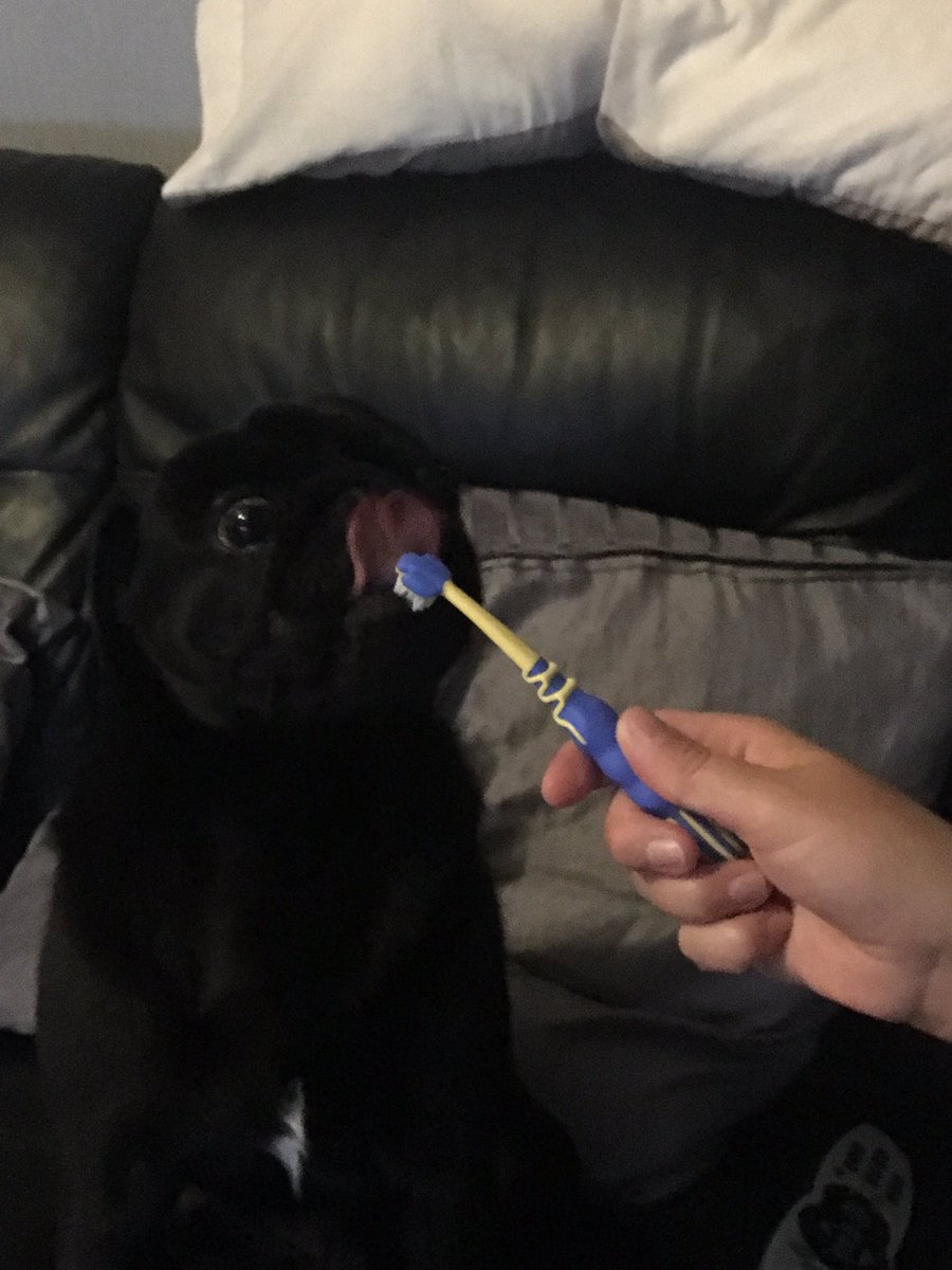 HugoTheBoss16's tweet photo. Mummy brushed my teeth for the first time tonight. I loved the taste of the toothpaste but I wanted to chew the toothbrush. 👅 https://t.co/ItpaQGfmCV