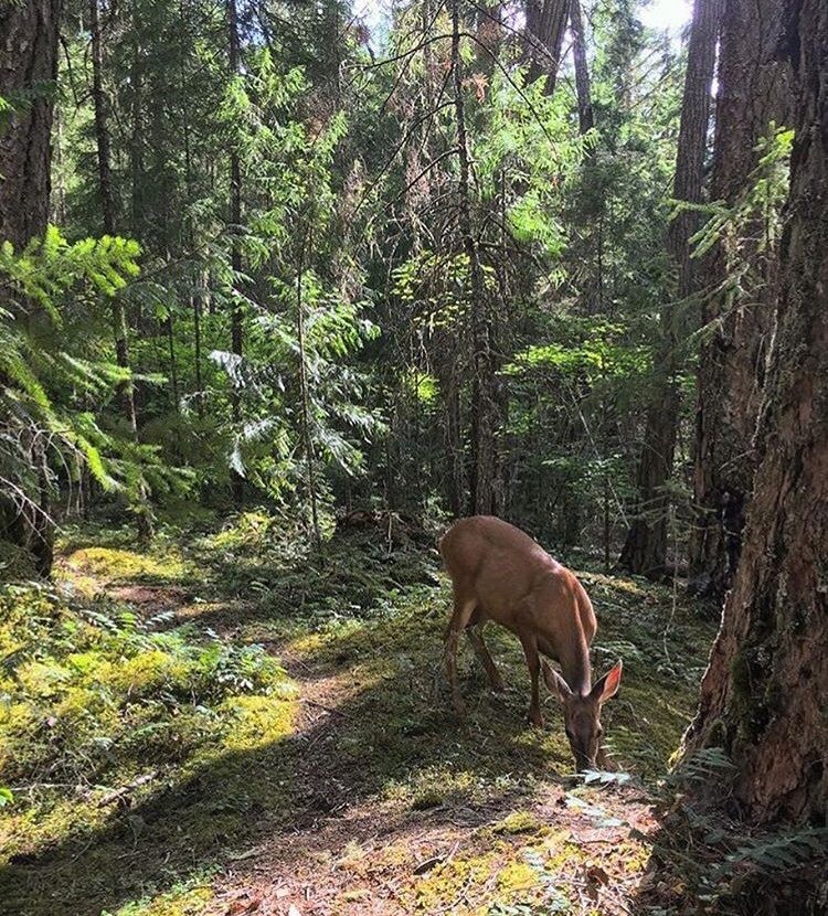 skagittours's tweet photo. The beauty of #nature on #WildlifeWednesday. Pic taken near #RossDam by Insta user chriswcoon #SkagitTours #SeeSkagit #PNW #PNWonderland https://t.co/ioOnCnipZT