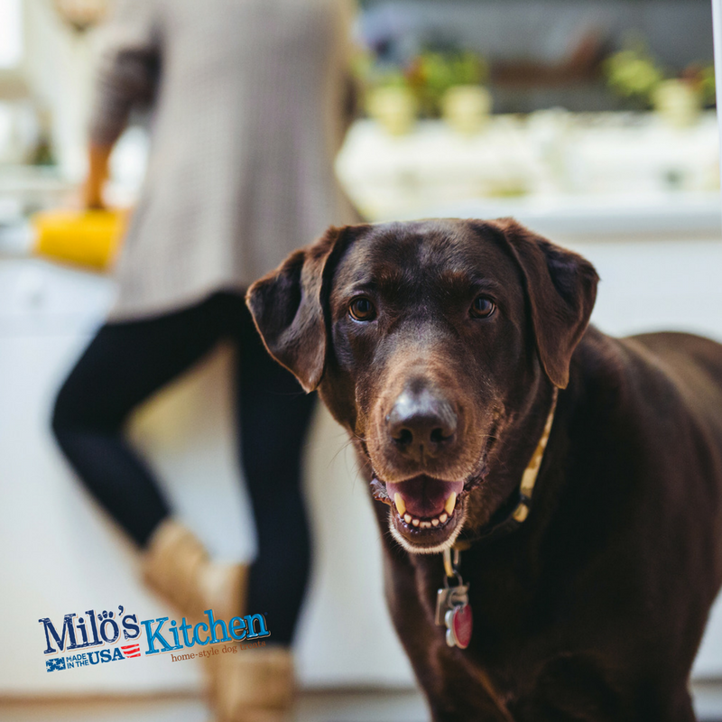 MilosKitchen's tweet image. Chicken dinner nights can be enjoyed by the whole #family. Spoil your pup with our Chicken Grillers treats!