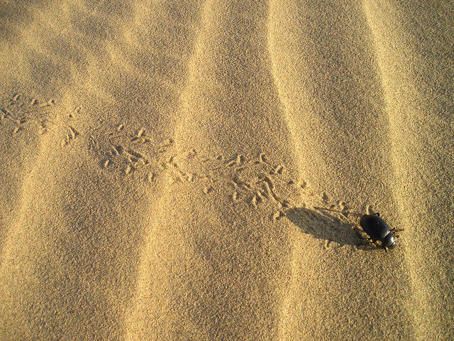 gabstine's tweet image. Photo By Simon | Pixabay 
 #beetle #desert #sandpattern #farming #farminglife #farmington #farmingdale #farmingtonhills