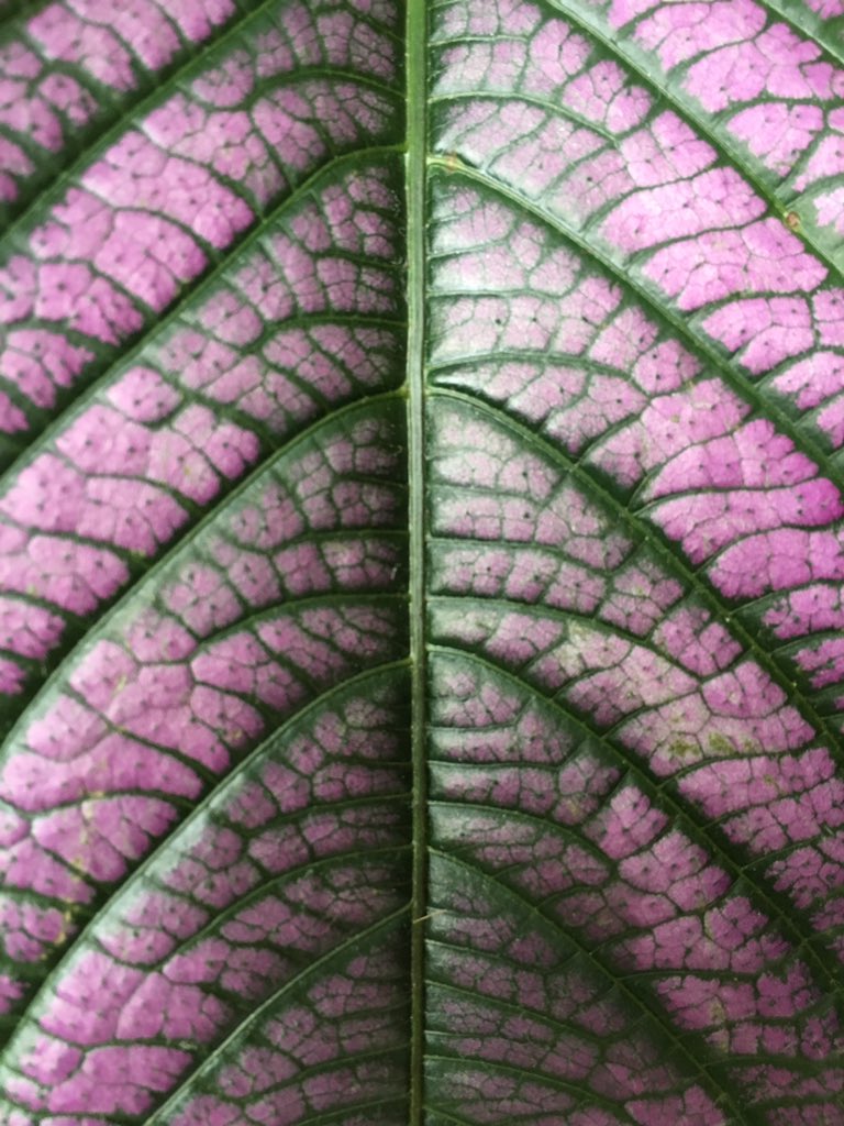 NLWallis's tweet photo. #patterns #repeats #cycles #nature #tinybluedot #EarthinSpace #edenphotocomp @edenproject has got us thinking! https://t.co/d4aYdnqBQU