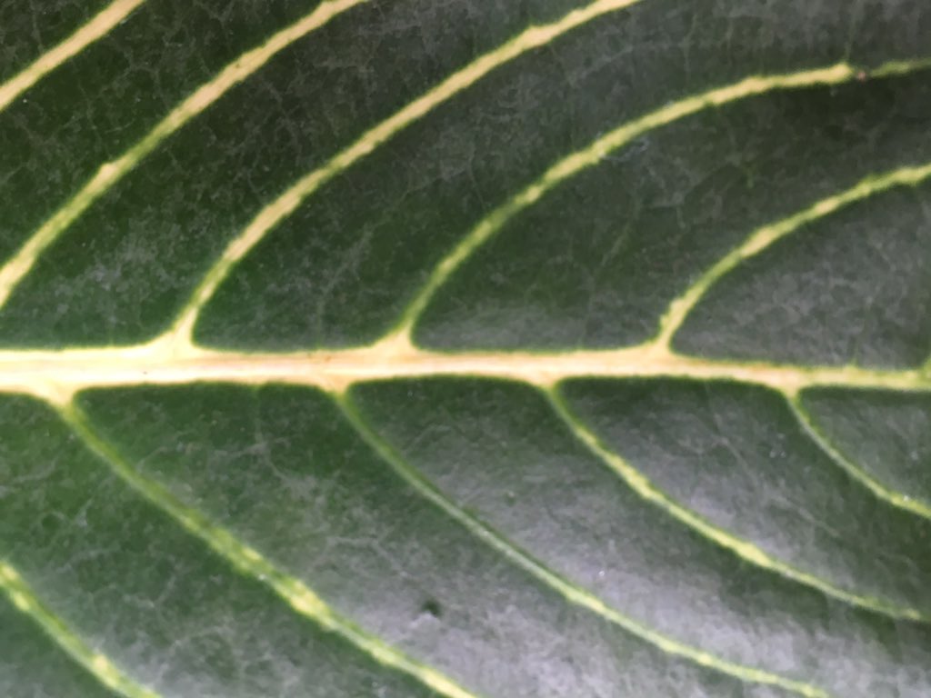 NLWallis's tweet photo. #patterns #repeats #cycles #nature #tinybluedot #EarthinSpace #edenphotocomp @edenproject has got us thinking! https://t.co/d4aYdnqBQU