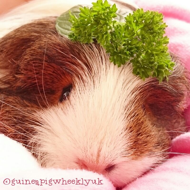 GuineapigWheekly UK tweet media
