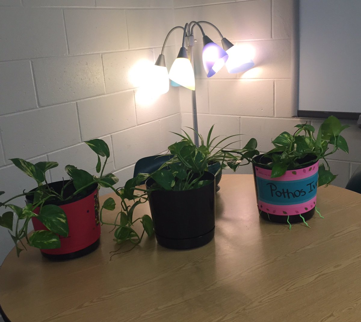 CousineauKelly's tweet photo. Welcome to Wellness Wednesday in Ms. Denison's Sci class!Will S experience cleaner air as they measure the plants' growth?🍃@WindyHillWolves https://t.co/qOL2XYax3I