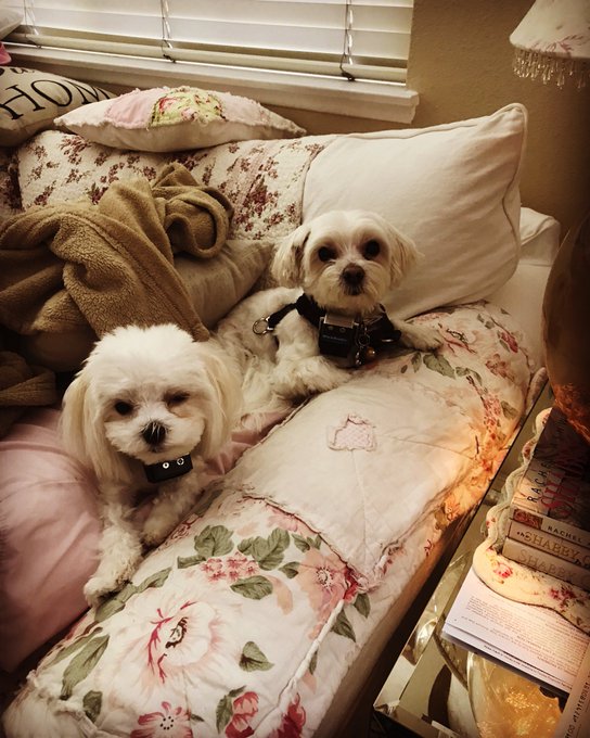 My babies saying hello! Have a wonderful day! https://t.co/IxVQVLAGxO<a href="/tag/amore"class="tags"><span>#amore</span></a><a href="/tag/italy"class="tags"><span>#italy</span></a>