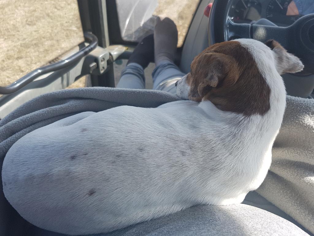 Dorset_Shepherd's tweet photo. I think Pip' s peaked, all this harvest work is just to much.....#harvest17 #corncart #bored #can'twaittogetbacktothesheep!! https://t.co/1Hy5REq17G