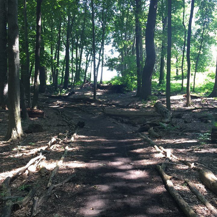 CraigFilek's tweet photo. The #dailyhabits of many great #writers & #composers included a #walkinthewoods. #PurposeMapping https://t.co/fPwgZkrUCG