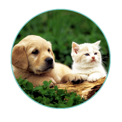 LongevityNature's tweet photo. Canine/feline wafers-rebuilds #chondrocyte cells #cartilage tissue. https://t.co/U1Dr1FzMs5 Enter Coupon Code: welcome15 for 15% discount. https://t.co/DbgtuQjt4b