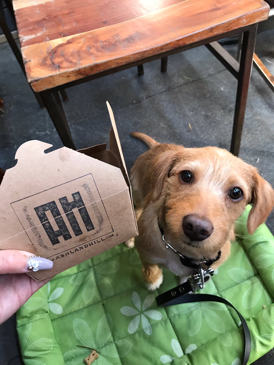 RedCarpetAlisha's tweet photo. Someone wants their #puppermeal @ashlandhillsm... #ChickenAndWoofles #YappyHour #DailyBroMents #AshlandHill #AHpups https://t.co/eMhuSNG3AZ