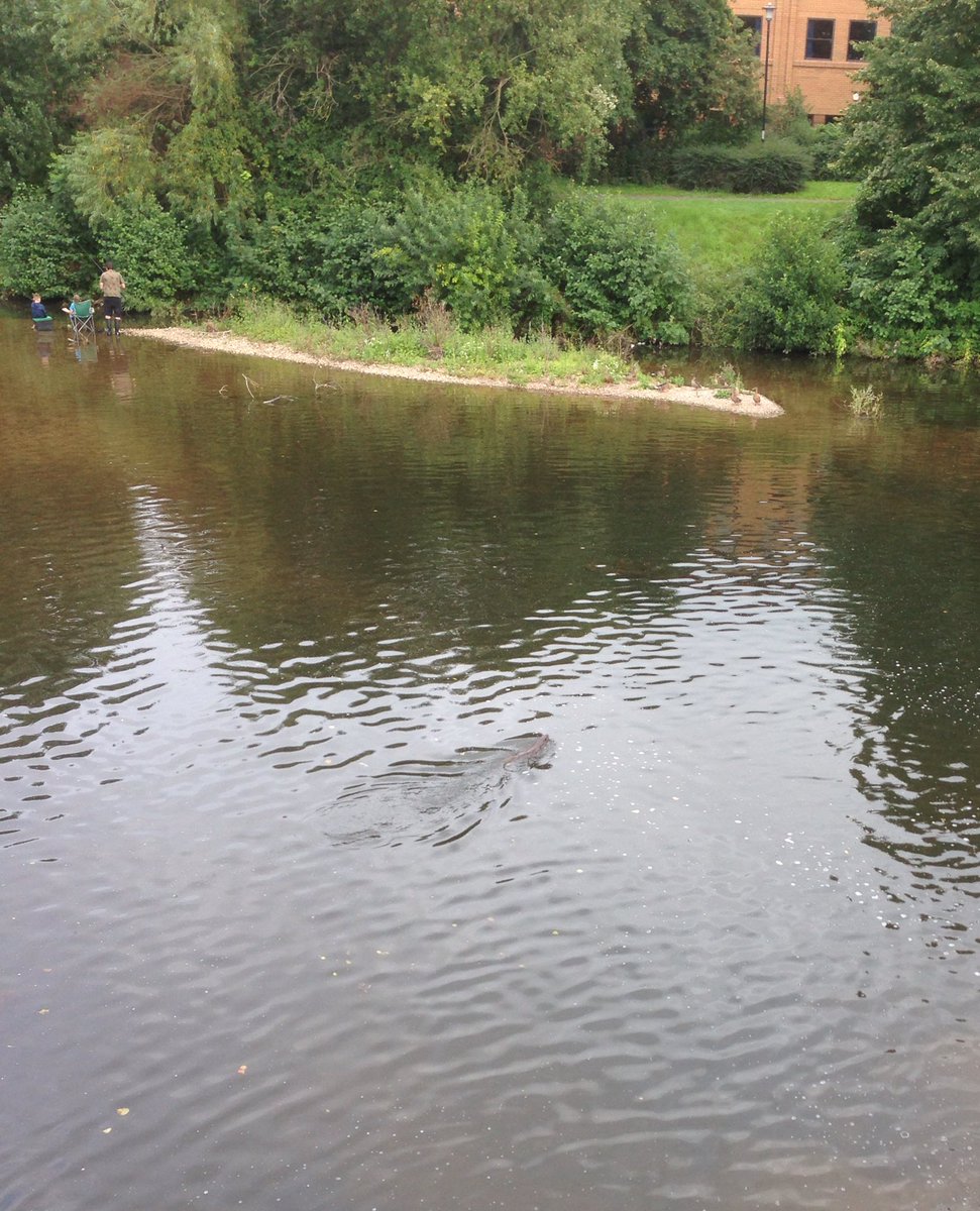 Feel so lucky to have seen this otter hunting in the River Tone this evening! My first #Taunton otter! 💙 #WildlifeWednesday