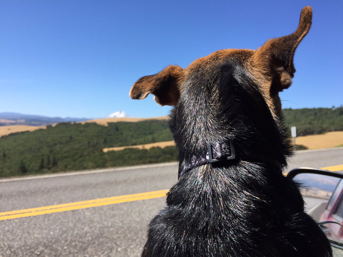 theheavyside's tweet image. #wheresizzy