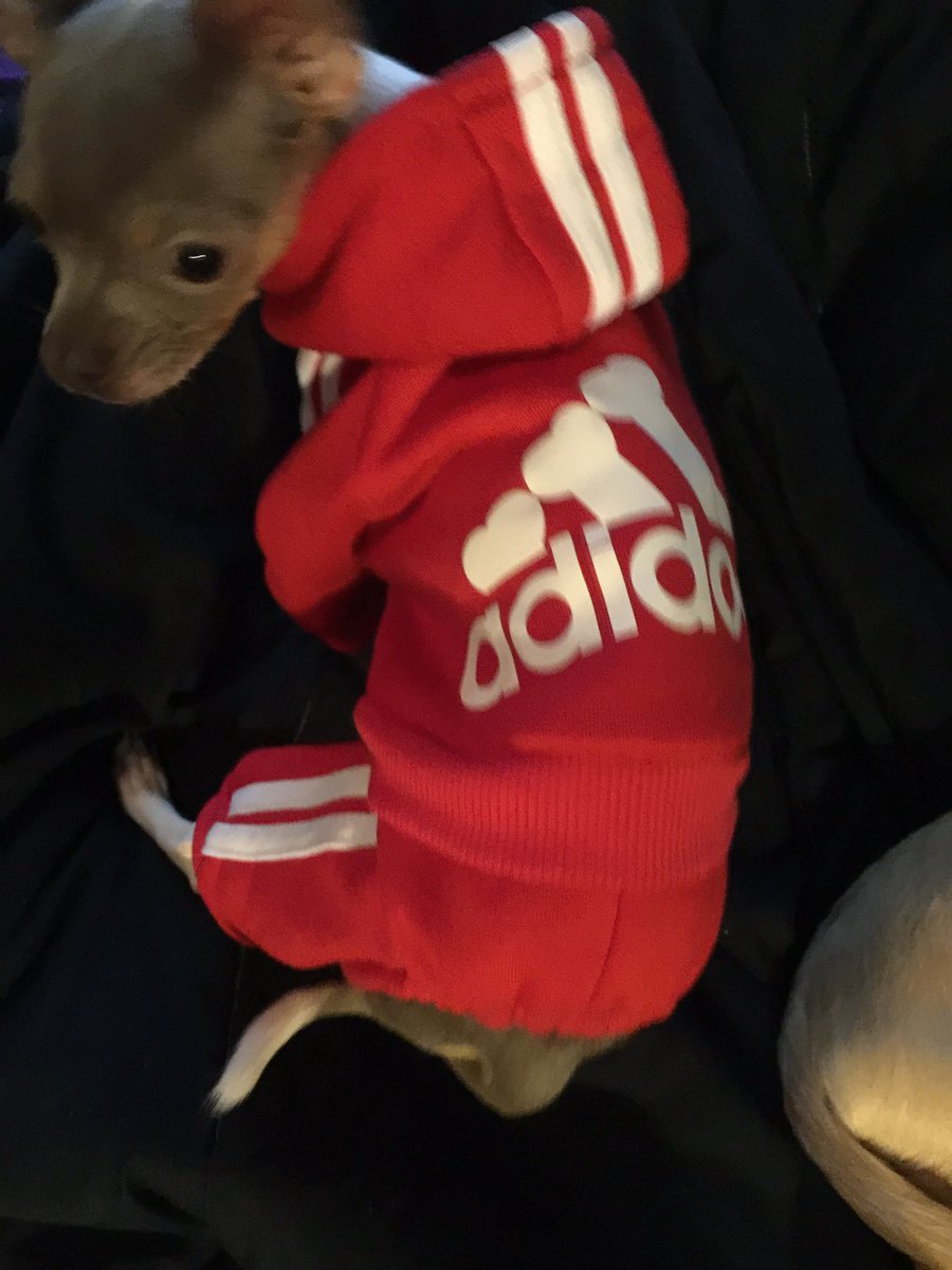 dog adidas suit