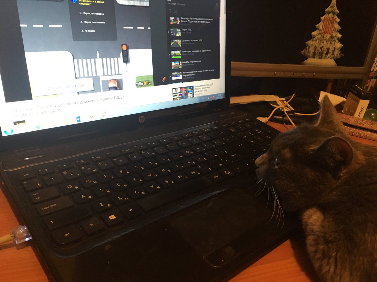 AnnaSeregin's tweet photo. My cat is learning driving rules. Clever cat https://t.co/AY4bKlzNOM