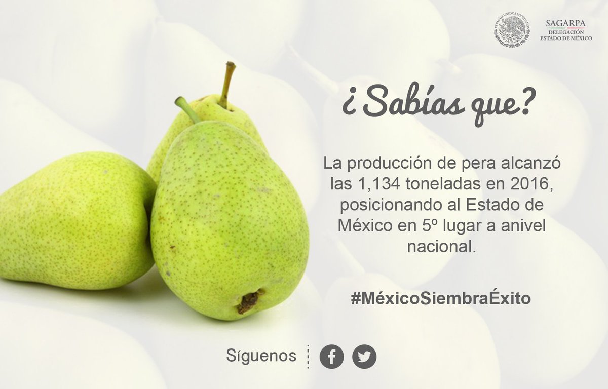 SAGARPA_Edomex's tweet photo. #MéxicoSiembraÉxito #EstadoDeMéxico #Edomex #DelegaciónEstadoDeMéxico #SAGARPA #Pera https://t.co/U2QonG7c0c