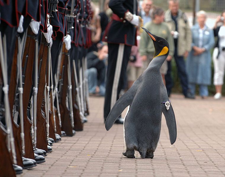 scottlynch78's tweet image. The Norwegian King's Guard has a Brigadier named Sir Nils Olav III. 

He is an actual penguin. 

Google him sometime.