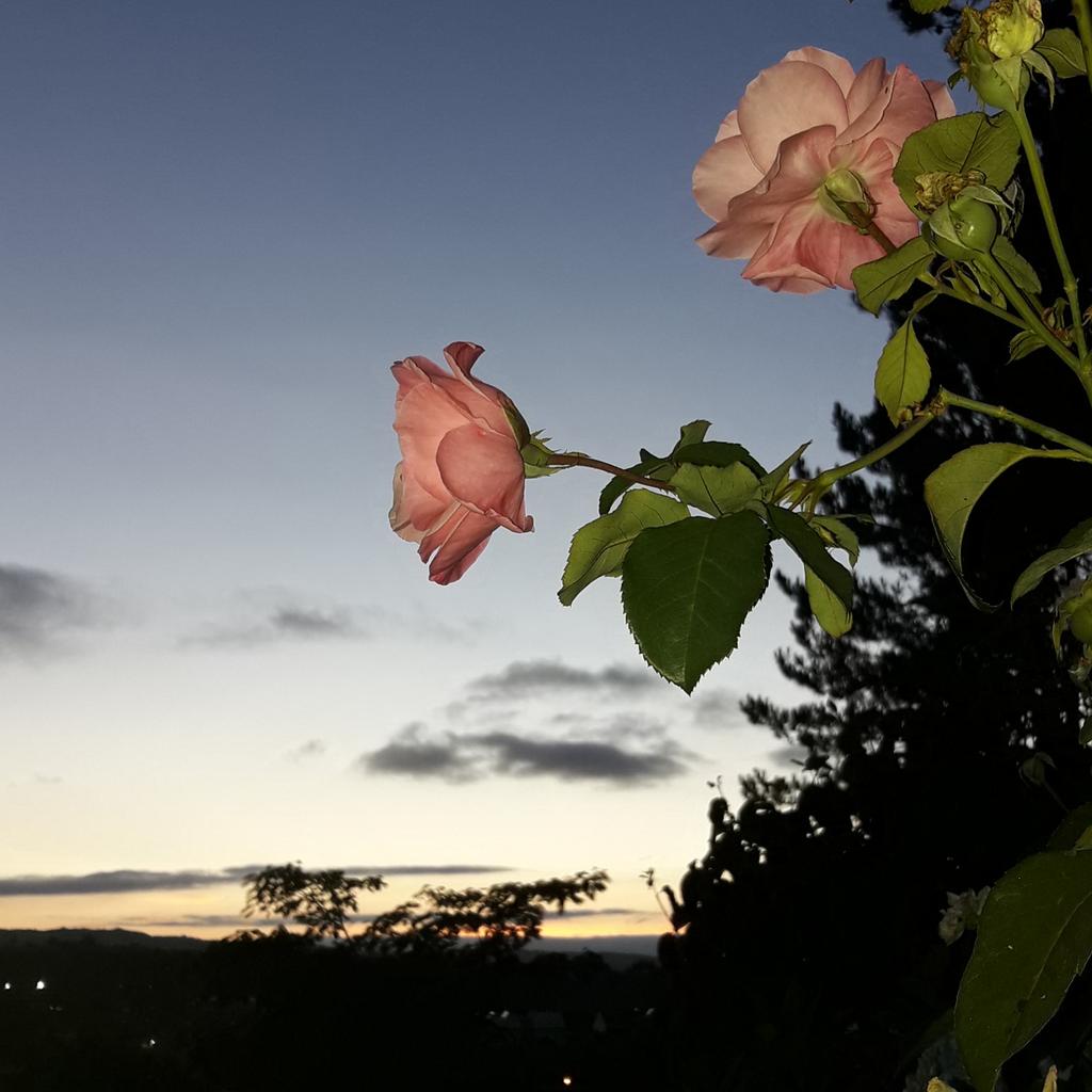 adacasagrande's tweet photo. Ti e eu,
o solpor,
e
os cans a ladrar na eira
#senfiltros
#conflash https://t.co/kWM97FP1YA