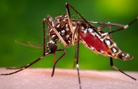 hdexplore's tweet photo. Congrats to @CinnamonBloss on @JAMA_current pub discussing public response to use of GE mosquitoes in the US 

https://t.co/LZSHviYXv2 https://t.co/f5tuQwh5eg