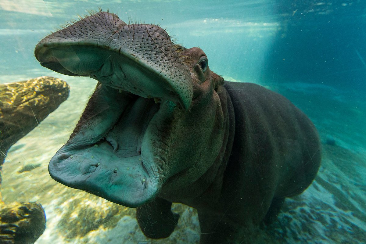 What do you call a messy hippo?... A hippopota-mess! 😆  Lighten up, it's #NationalTellAJokeDay.  #HipPuns https://t.co/BIE4VlGp1n