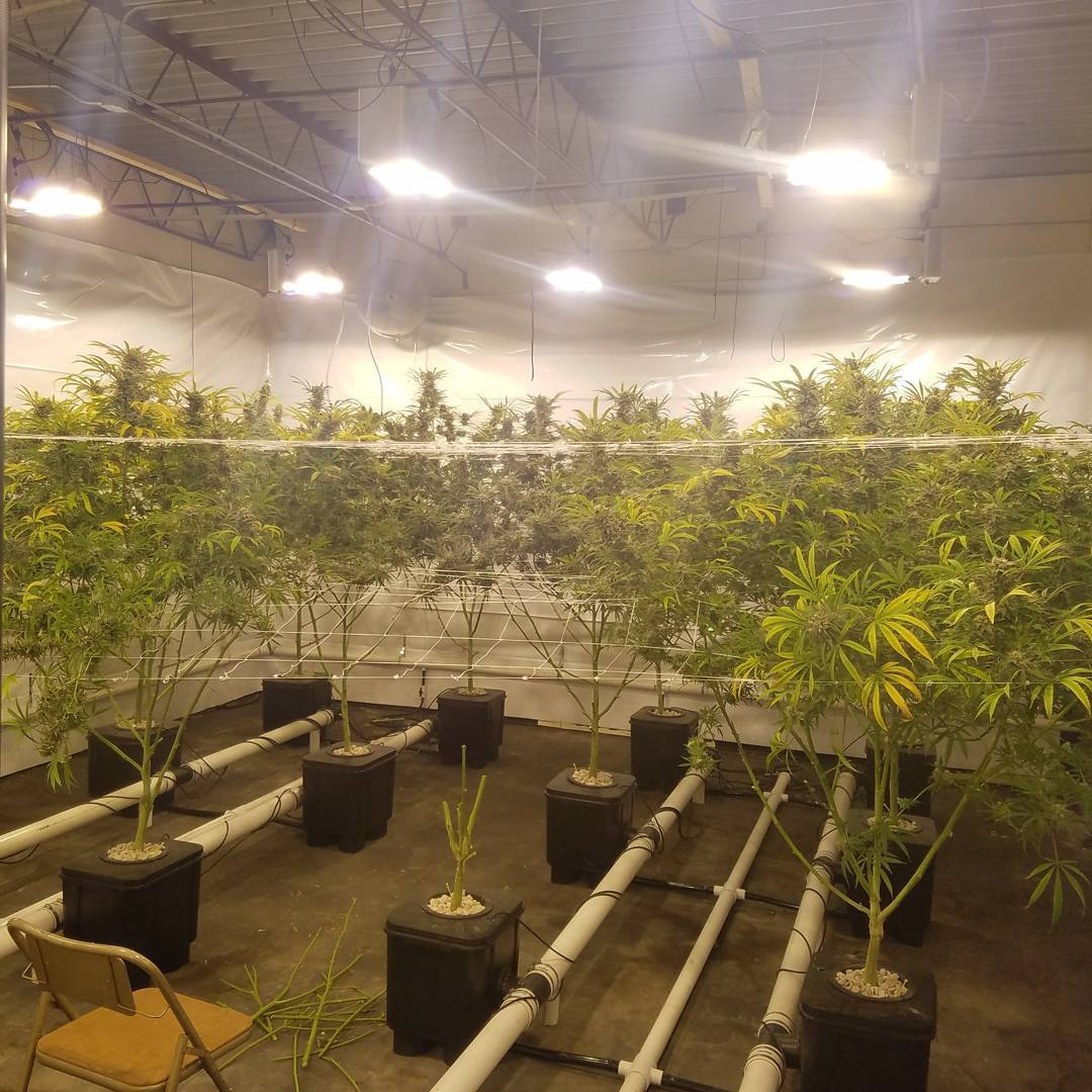 slucketbuckets's tweet image. #Slucket #Posiflow #RDWC system #winning! 

SlucketBuckets.com
 
#dwc #mmmp #mmj #ommp #hightimes #shatter #bho #dabs #hydroponics #wax