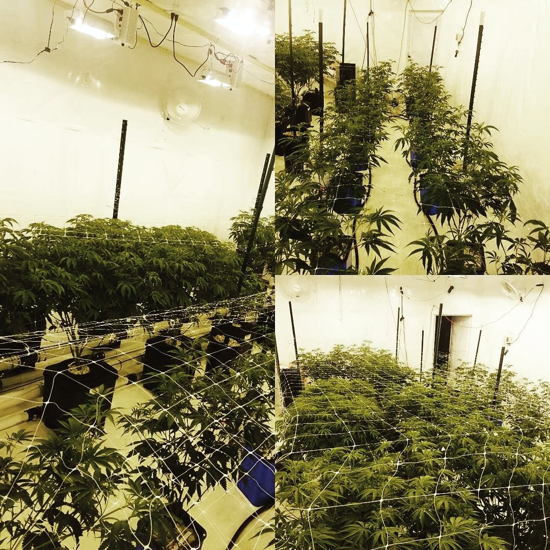 slucketbuckets's tweet image. #Slucket #Posiflow #RDWC Vs #FloNGro. 
 
SlucketBuckets.com
 
#dwc #rosin #weedporn #mmj #hightimes #mmmp #ommp #cbd #medicalmarijuana