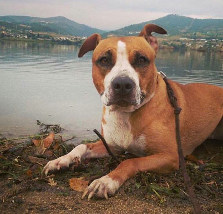 Diniogarcia's tweet photo. Me la han robado en Quiroga (Orense ) pido ayuda para encontrarla 😞 se llama laica. Gracias de ❤️ https://t.co/R3X7DQkZZJ