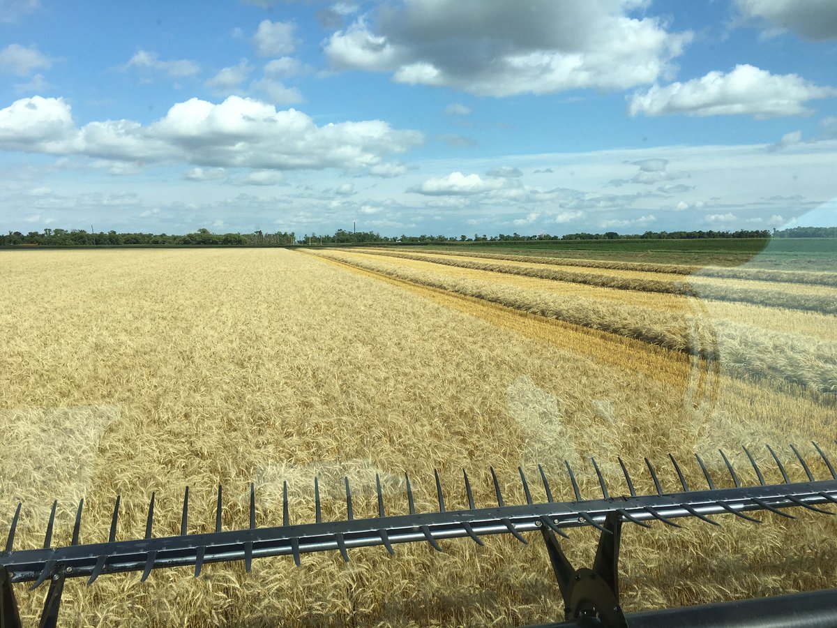 Time to get that beautiful golden wheat cut. Gorgeous view today #harvest2017