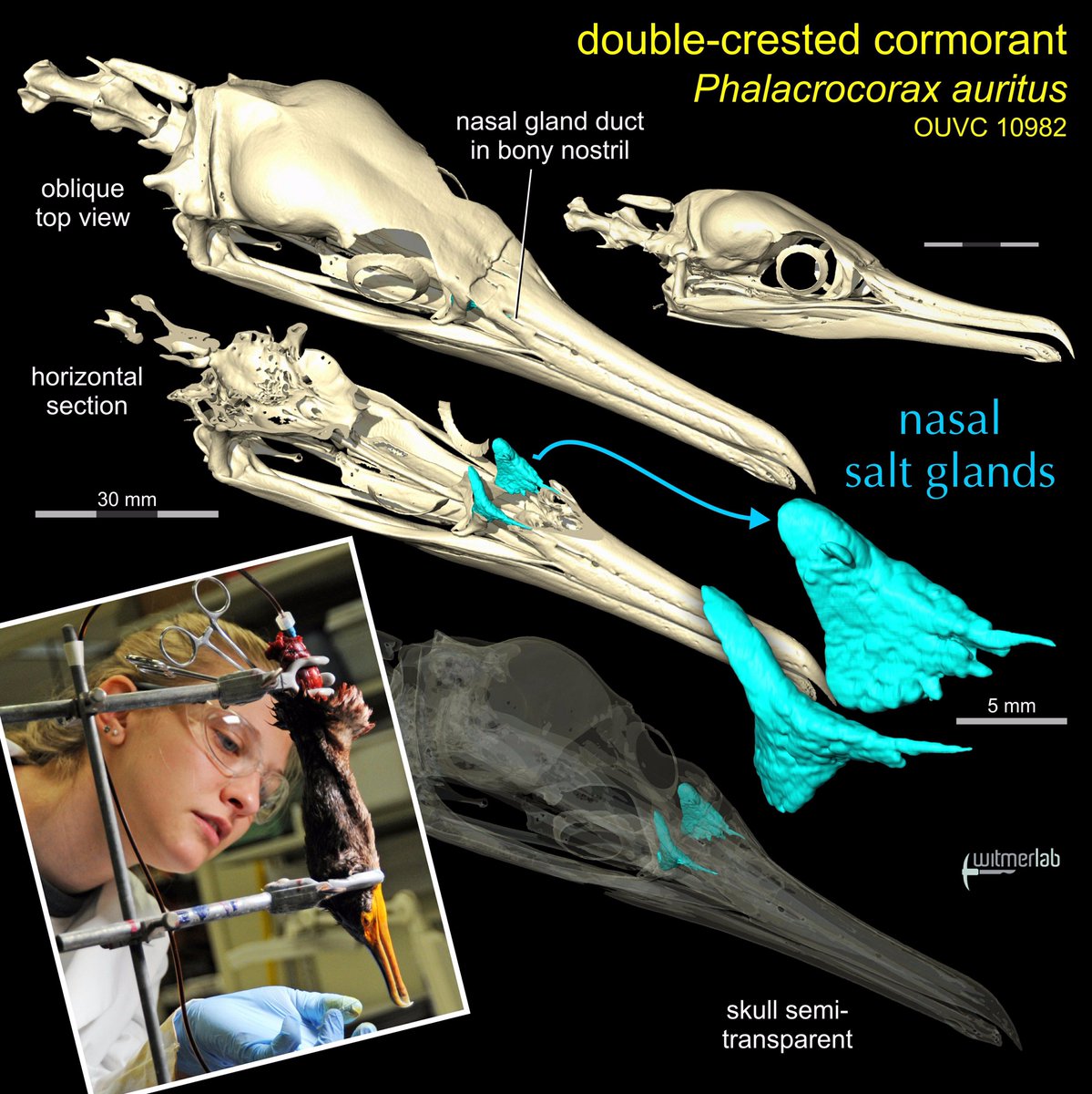 WitmerLab's tweet photo. Nasal salt glands in cormorants demonstrated with #spiceCT &amp; 3D viz by @OhioU @OUHTC junior @ecagg15 using the #OUµCT. https://t.co/zATuuc2vts