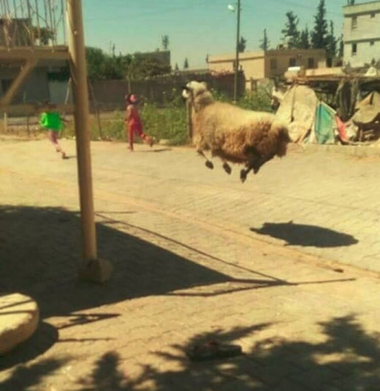 Ula bekle beni kurban bayramı ben geliyorum vaoooww