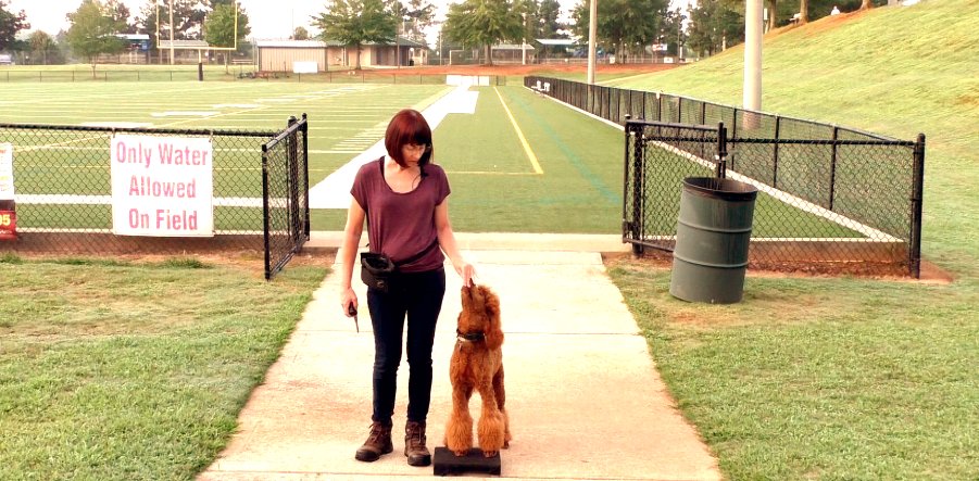 SitUpNListen's tweet image. Who cares about training a puppy?
youtube.com/watch?v=eytN7N…

#Atlanta #dogtraining #puppy #puppies #dogs #poodles #heel #distraction