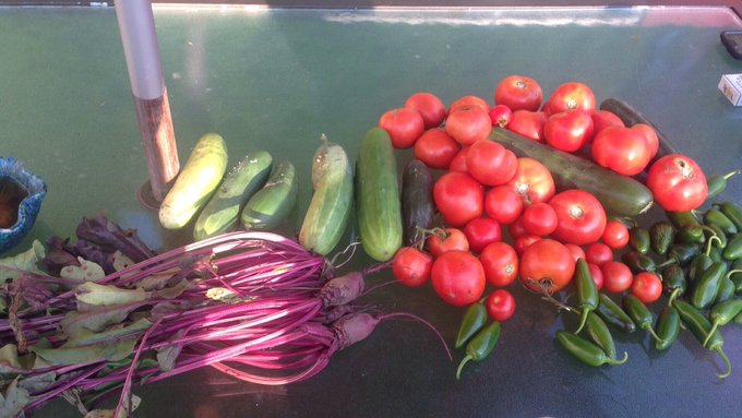 This is just three days of not picking. You should see how much I have in my kitchen!! https://t.co/