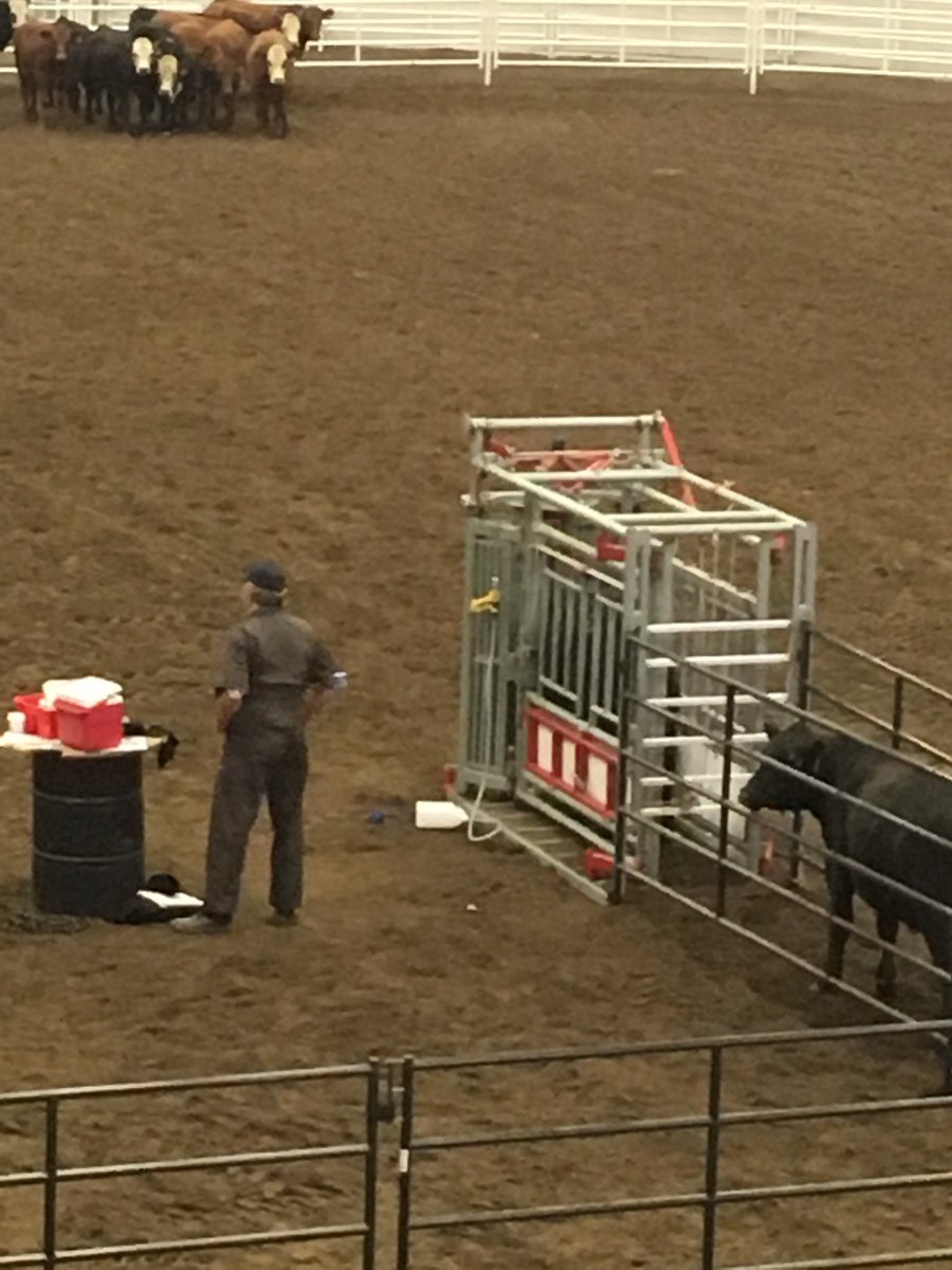 deleeag's tweet photo. Dr Lewis showing proper handling #cndbeefconf - https://t.co/x7RCEnpmdo https://t.co/OW6nYjlzTt